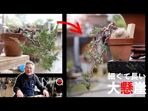 Let's make a thin and long juniper into a mini bonsai with a big cliff [Bonsai Q]