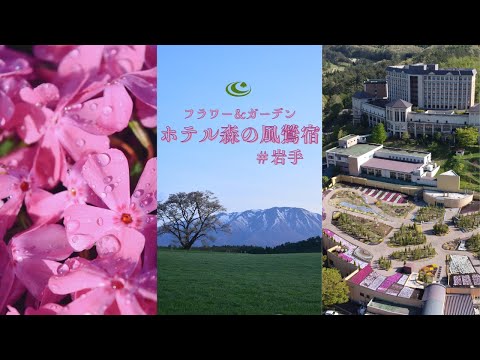 【ホテル森の風鶯宿】春を彩る桜の名所をご紹介🌸