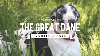 GENTLE GIANT ALERT! The Surprising Truth About Great Danes