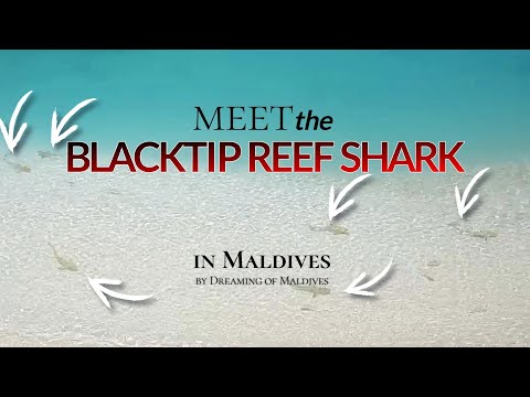 🦈 Watch Sharks Hunting on Maldives Beaches 🤿 Discover Their Fascinating Behavior!