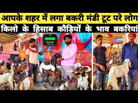 कीमत , नस्ल, बकरी मंडी की पूरी जानकारी | bakra mandi | arjun babu pashu mela