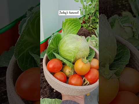 today's harvest from terrace garden #gardening #garden #plants