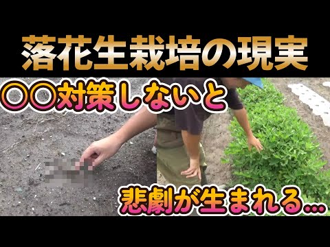 【家庭菜園】落花生は必ず○○対策しないと、悲劇が起きます。【農業】【園芸】【農業初心者】