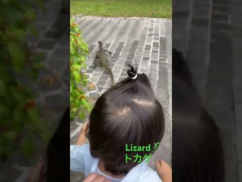 child chasing big lizard 大トカゲを追いかける息子　baby animal 赤ちゃん　動物