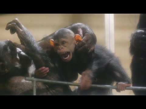 Nina gets bitten by Baby Ellen. 😁　Asahiyama Zoo Chimpanzee 202410