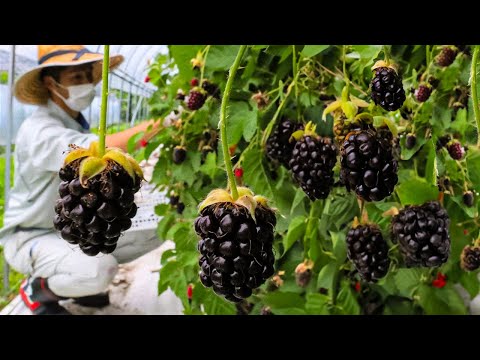 How to Farming Millions Pounds Of Blackberry - Blackberry Cultivation And Harvesting Technique 2023