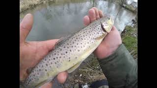 Graphiteleader BELLEZZA RV TEST TROUT.