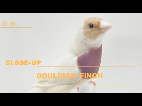 👉 S1 Gouldian Finch - Erythrura gouldiae (color mutation) | Gulzi