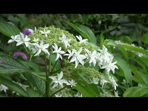 ワイエムエス　フレンドリー　白野江植物公園の花めぐり（北九州市）　2024/07/06