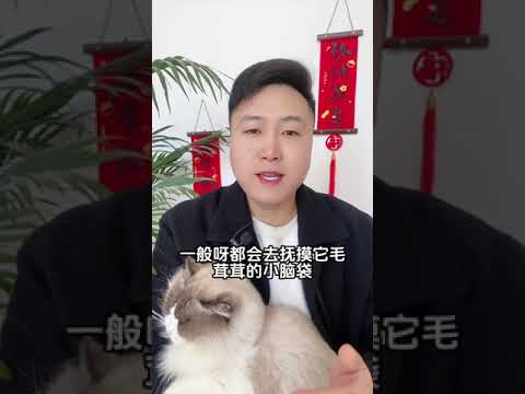 为什么要和猫咪，多说话？ 养猫经验分享 科学养宠攻略 养猫人 新手养猫 养猫知识