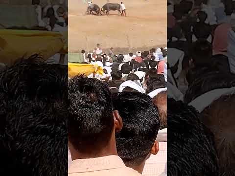 Dekho yaha par ho rahi bull 🐂🐂 ki takar 😱😱 #shortsviral #funny #abcvlogs #hindufestival