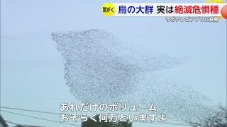 何千？何万羽いるの？佐賀市の上空に"鳥の大群"... 正体は絶滅危惧種のカモ【佐賀県】 (24/12/26 18:40)