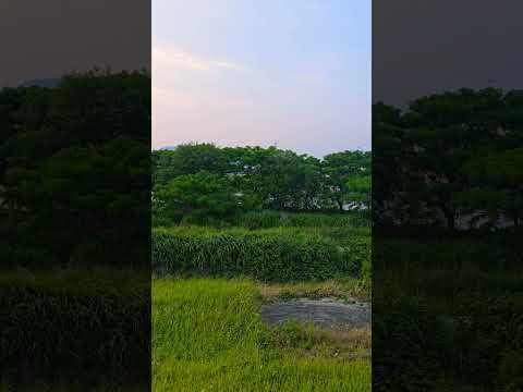 【癒し動画】熊本県玉名市　#nature 　#松山千春　#shorts