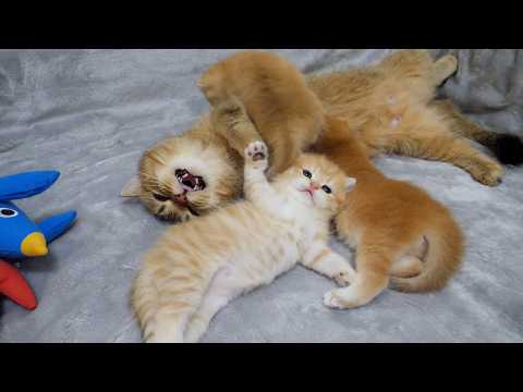 Mother cat Charo arbitrates a fight between kittens! Kitten Pom surrenders to her...