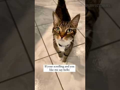 Hi furriends! audio credit: artiepaws #cats #catshorts #catlover #catvideos #cats