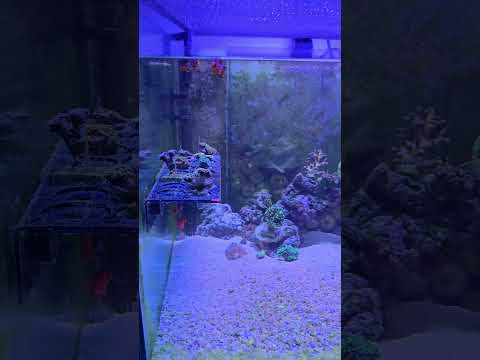 Feeding the 40 gallon Reef Tank