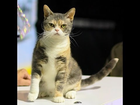 Animal Planet  :  Cats 101 ~ American Wirehair