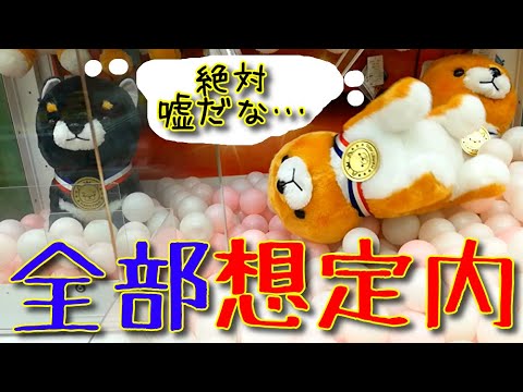 【想定内】大丈夫大丈夫！全部わかってるから！動き読んでるから！　【UFOキャッチャー】【クレーンゲーム】【豆しば三兄弟】(Japanese claw machine)