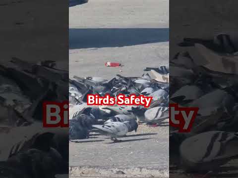 Birds Safety II Environmental Management #birds #safety #pegeon #ksa #saudiarabia #saudivision2030