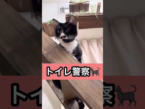 飼い主のお掃除姿を見てくれてる猫。 #shorts #cat