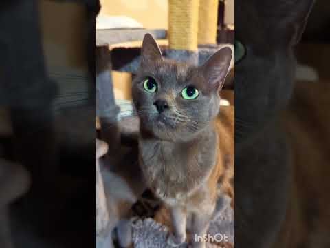 Emerald eyed Russian Blue Skeletor & fat Koro Sensei 😻#catlover #catshorts #cute #pets #neko #kawaii