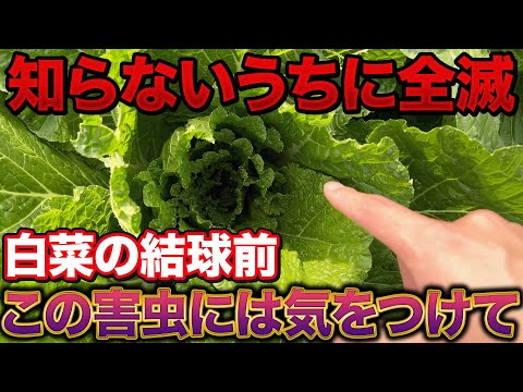 【おいおいおい！】絶対に注意しろ！白菜が知らないうちに害虫まみれになってる事があります