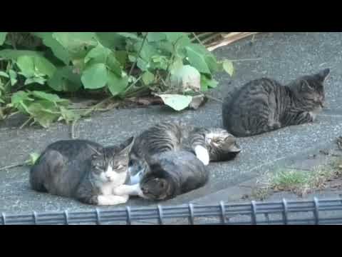 台風一過の夕方のネコの一家