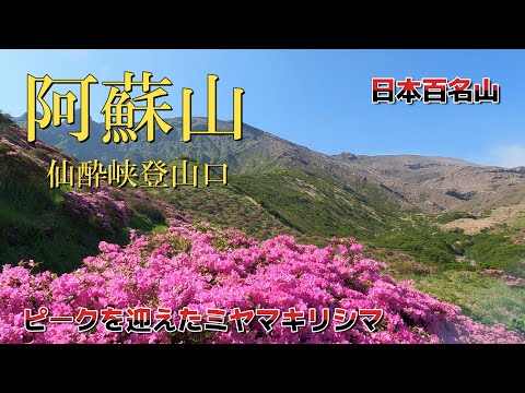 【ミヤマキリシマ】満開の阿蘇山へ、仙酔峡登山口からの記録です。