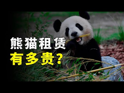 Why are foreign countries rushing to lease Chinese giant pandas?