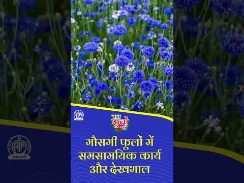 बात फूलों की I मौसमी फूलों में समसामयिक कार्य और देखभाल (पूरी जानकारी👉 https://youtu.be/_FuBHJ011PI)