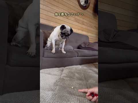 昨日ブチ切れたドンと訓練。お母さんは屈しないぞぉぉお‼️🙋🏻‍♂️🔥🔥 #パグのいる家 #パグ #pug