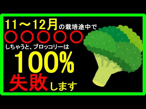 【ブロッコリーの育て方】栽培が難しい？原因は害虫？肥料不足？苗の不良？連作障害？冬に美味しく食べられる栽培方法について簡単に分かりやすく解説しました！【初心者向け】