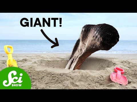 The Biggest Marine Reptile Ever (Was Found By An 11 Year Old)