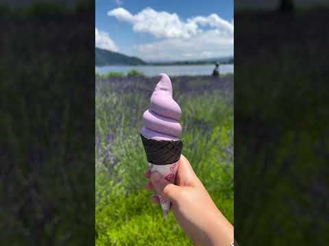 Herb festival lavender - Kawaguchiko Mt Fuji