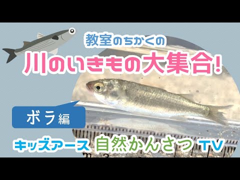 【お魚クイズ！】ボラってどんな魚？〜川の自然観察〜