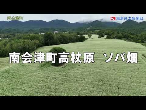 壮大…白いじゅうたん「天空のソバ畑」　南会津・高杖原で見頃