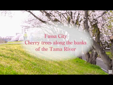 Fussa City：Fussa City Cherry trees along the banks of the Tama River