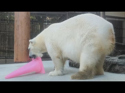 【愛媛県立とべ動物園】もうすぐ25歳の誕生日会！しろくまピース！