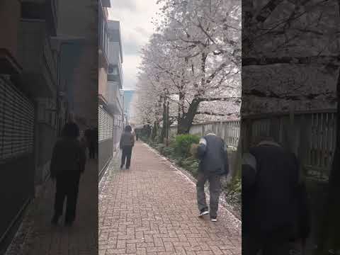 神田川沿いに桜が咲き誇る。 This scenery should be preserved forever #shorts #sakura #桜