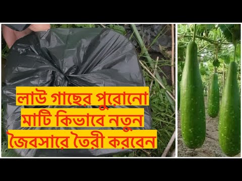 লাউ গাছের পুরোনো মাটি কিভাবে নতুন  জৈবসারে তৈরী হবে /কিভাবে  টবে লাউয়ের দিগুন ফলন হবে পরবর্তী বছরে