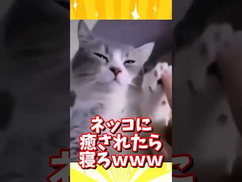 ネッコの動画で癒されたら寝ろｗｗｗ　#2ch #2ch動物スレ #2ch面白いスレ #動物 #犬 #猫 #癒やし