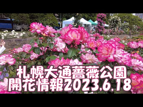 札幌大通薔薇公園開花情報2023/6/18