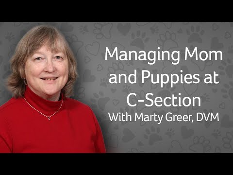 Dog C-Section: Managing Mom & Puppies