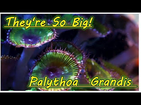 Biggest Zoanthid / Paly, Palythoa  Grandis Care.