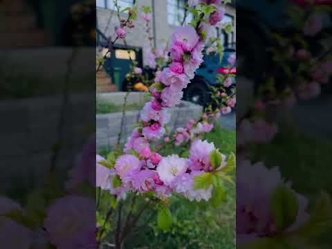 Beautiful Spring flowers #shortsfeed #shortsviral #trending #shortvideo #canada