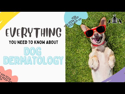 Everything You Need To Know About Dog Dermatology