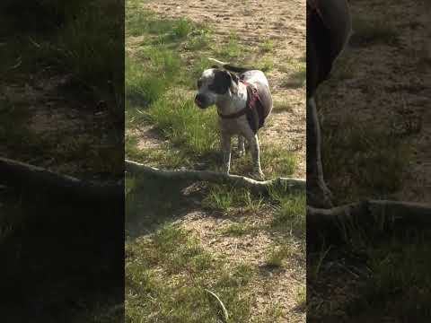 Silly Puppy Shows Off Big Stick!