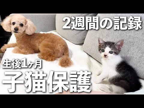 【感動】子猫保護から約2週間にして起こったこと。兄犬の優しさに包まれた子猫の成長記録｜保護猫｜犬と猫