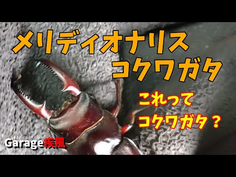 メリディオナリスコクワガタ羽化　これって本当にコクワガタなの？　#クワガタ