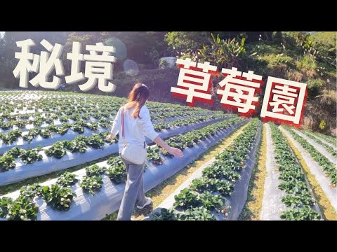 跟著榮美採草莓 深山裡的劉正男高冷草莓園 【台灣旅遊】＃秘境＃草莓園 ＃清安豆腐街 ＃vlog